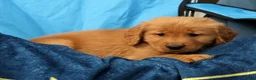 Golden Retriever dogs for sale: Connor - Ad 9