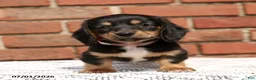 Miniature Dachshund dogs for sale: Luca - Ad 3