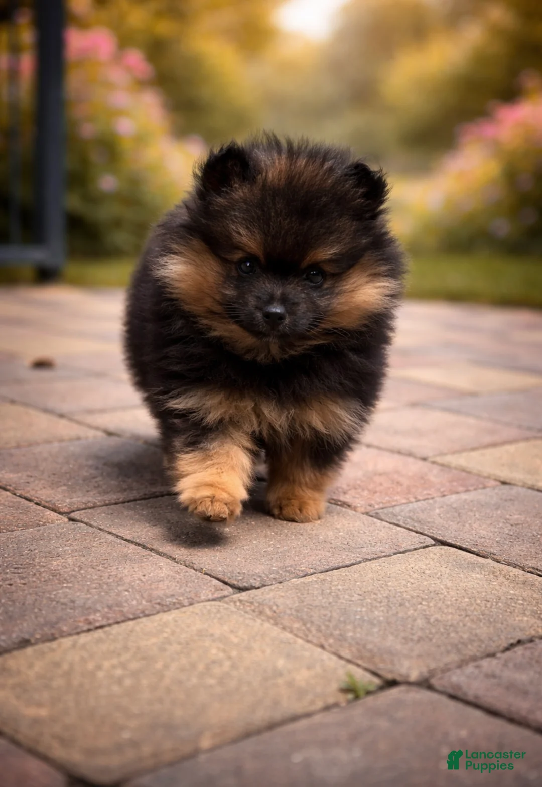 Pomeranian dogs for sale: Daisy - Ad 1