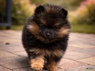 Pomeranian dogs Daisy - Ad 3