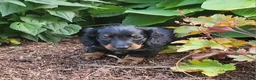 Miniature Dachshund dogs for sale: Vander - Ad 16