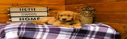 Golden Retriever dogs for sale: Rosie - Ad 1