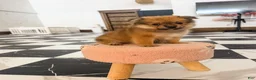 Pomeranian dogs for sale: Ford - Ad 3