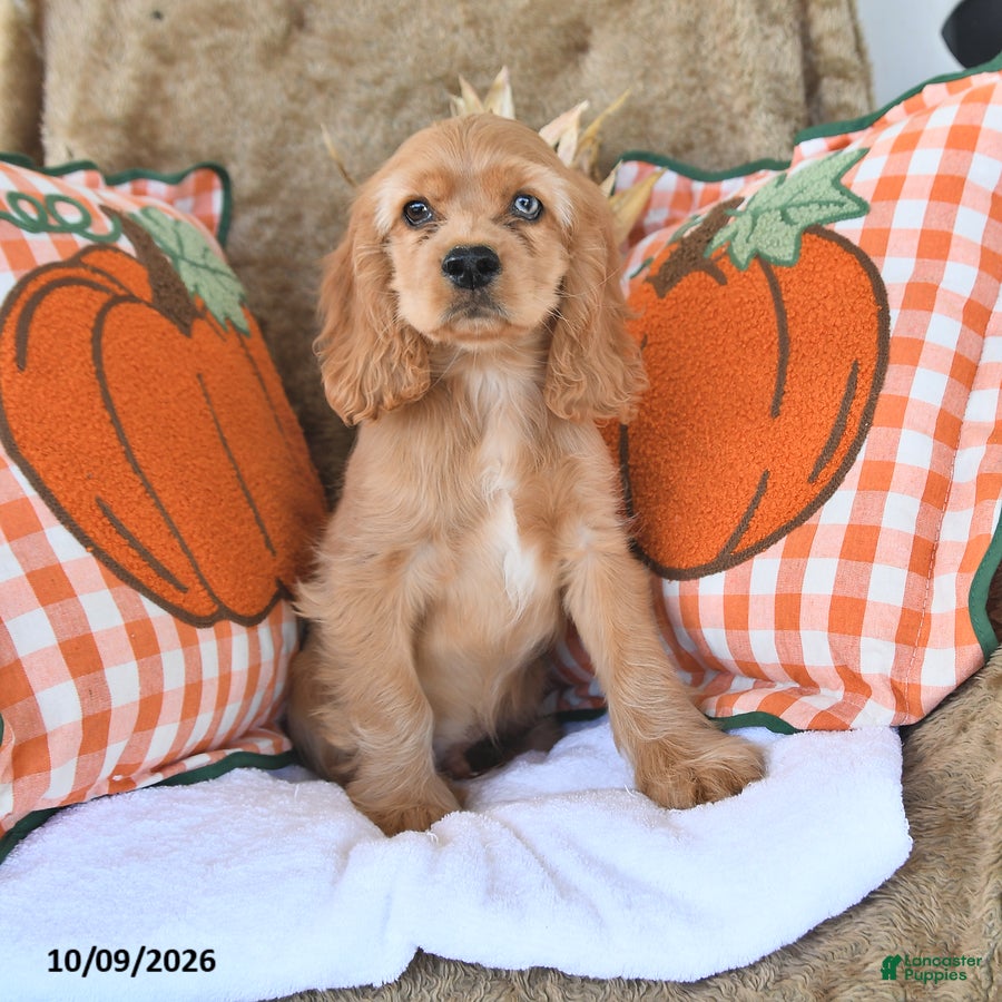 English Cocker Spaniel dogs for sale: Randy Lavern - Ad 2