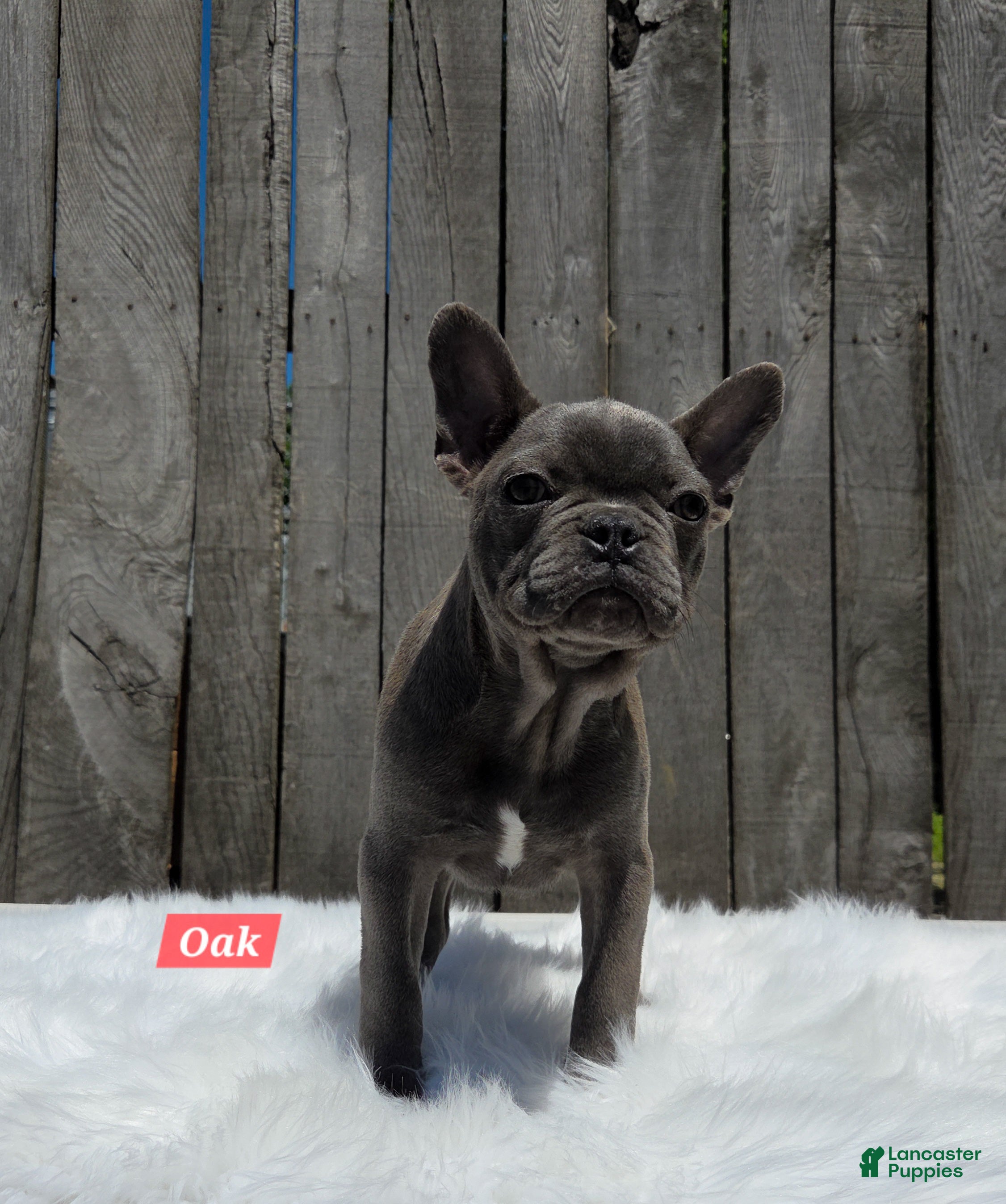Mixed Breed dogs for sale: Oak - Ad 6