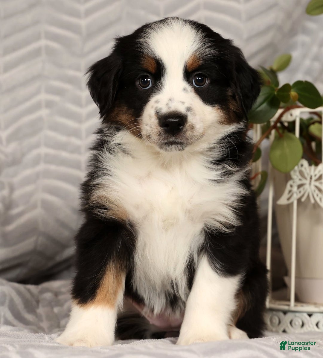 Miniature Australian Shepherd dogs for sale: Joy - Ad 7