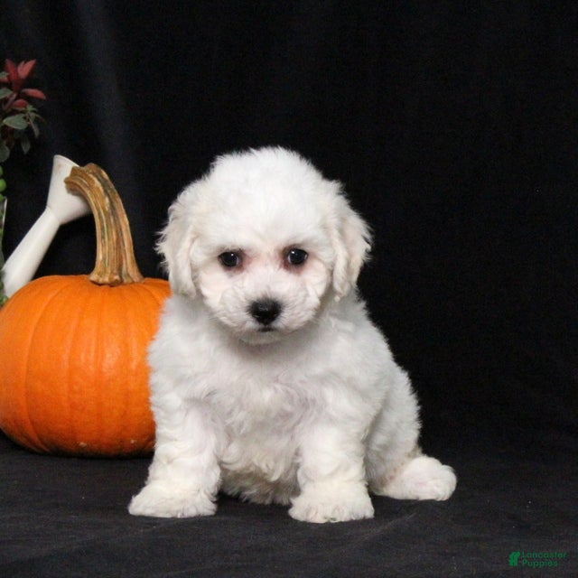 Lilly (Bichon Frise, Female) in Manheim, PA