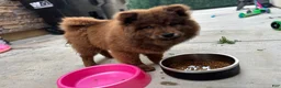 Chow Chow dogs for sale: Chow Chow Puppy 1 - Ad 1