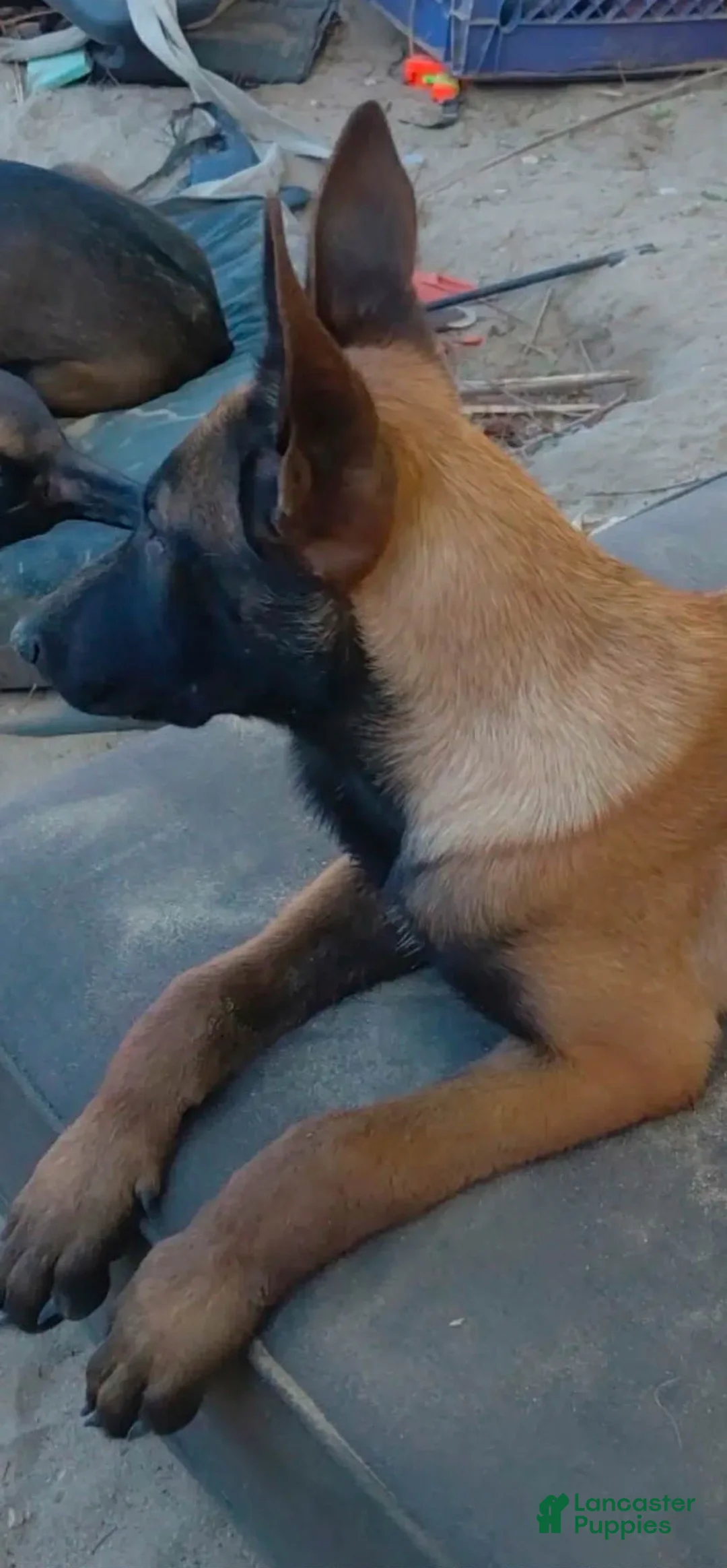 Belgian Malinois dogs for sale: Belgian Malinois Puppy 1 - Ad 2