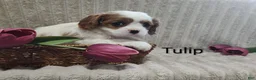 Cavalier King Charles Spaniel dogs for sale: Tulip  - Ad 5