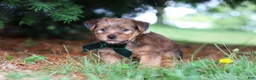 Morkie dogs for sale: Archie - Ad 5