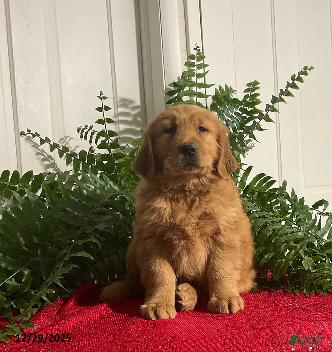 Golden Retriever dogs for sale: Bear - Ad 1