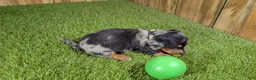 Miniature Dachshund dogs for sale: Darlie Boy 3 - Ad 5