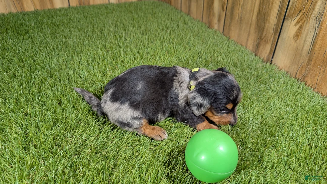 Miniature Dachshund dogs for sale: Darlie Boy 3 - Ad 5
