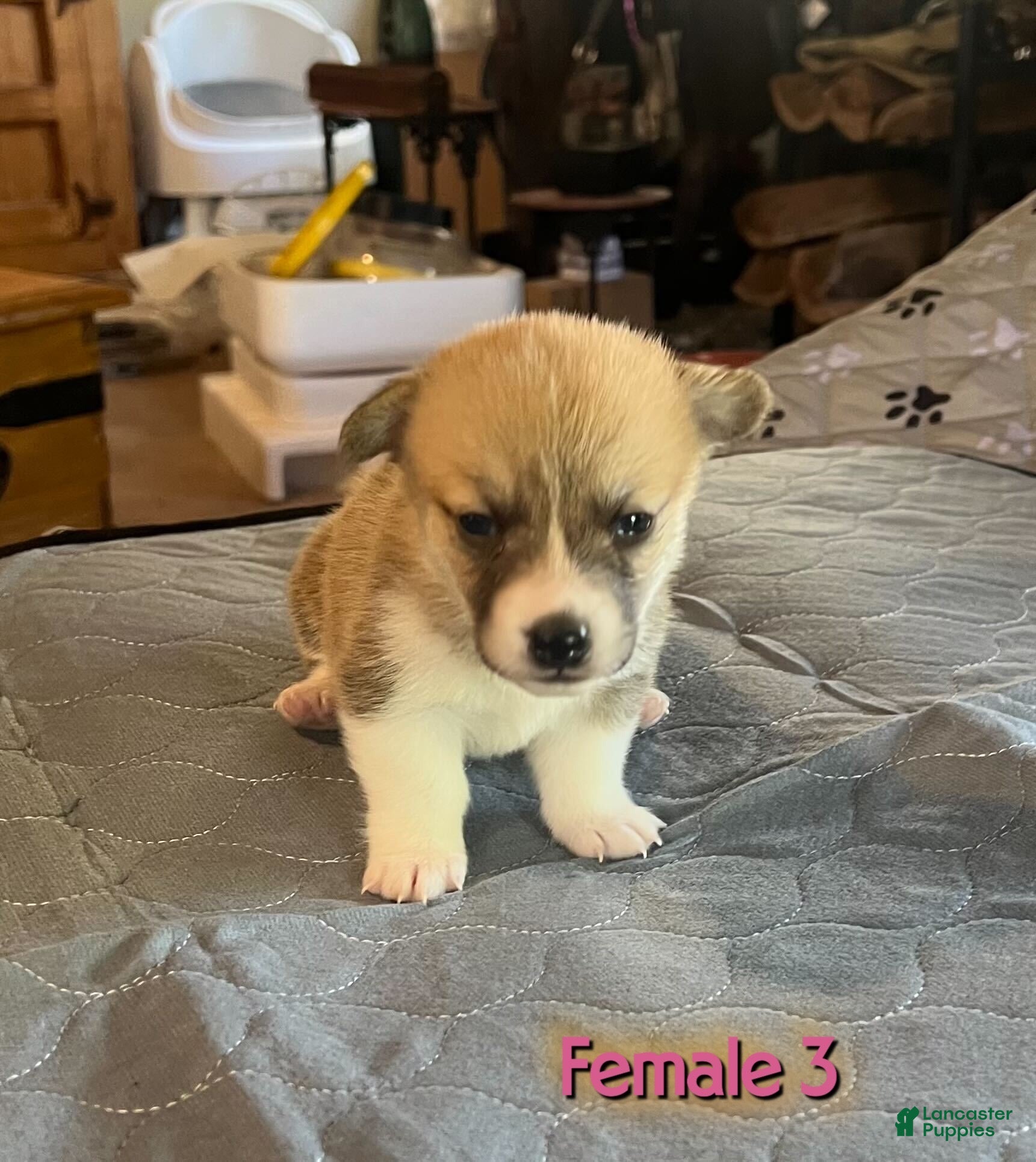 Welsh Corgi Pembroke dogs Welsh Corgi Pembroke Puppy 5 - Ad 1
