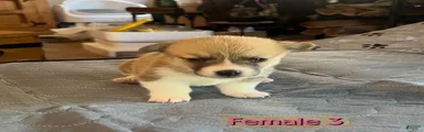 Welsh Corgi Pembroke Puppy 5