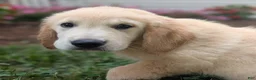 Golden Retriever dogs for sale: Cotton Candy - Ad 6