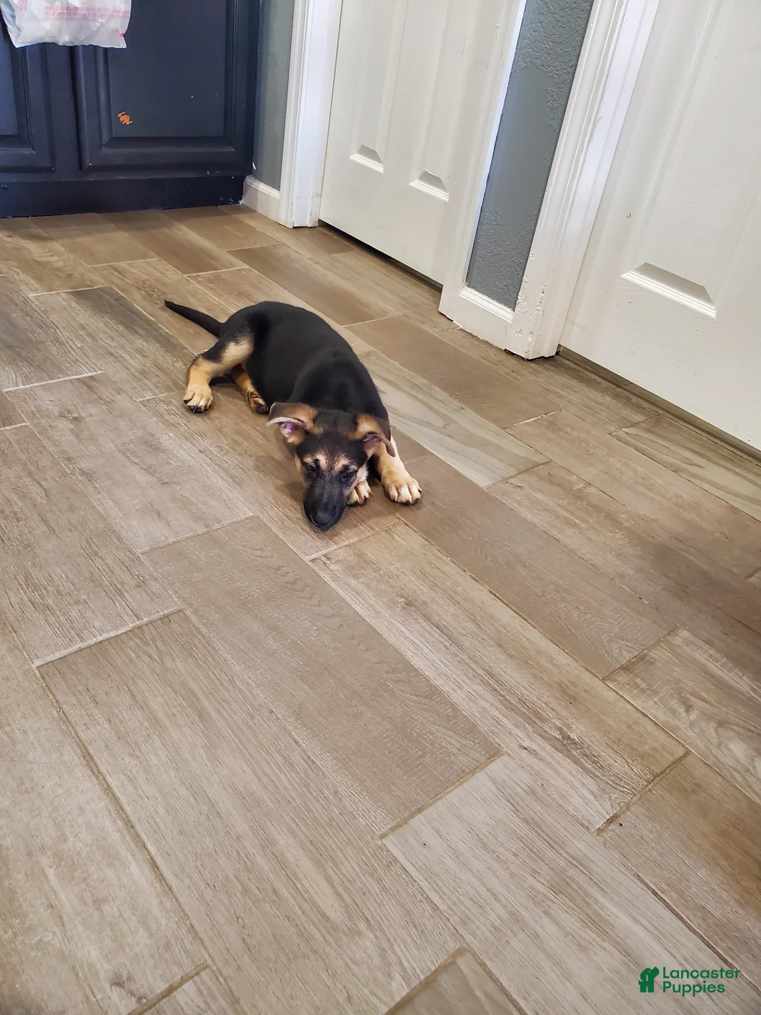 German Shepherd dogs for sale: German Shepherd Puppy 5 - Ad 1