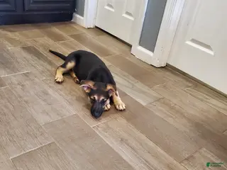 German Shepherd dogs German Shepherd Puppy 5 - Ad 6