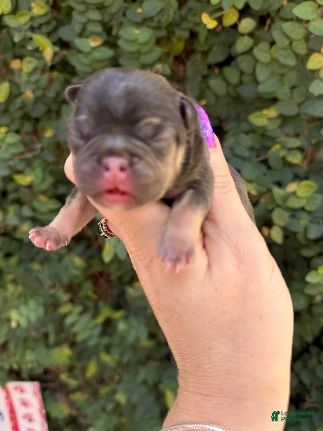French Bulldog dogs for sale: Magnolia - Ad 2
