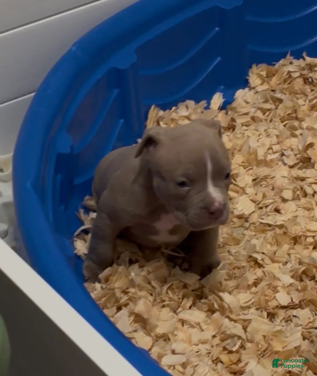 American Bully dogs for sale: Clover  - Ad 1