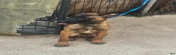 Belgian Malinois dogs for sale: Belgian Malinois Puppy 3 (Boss Man) - Ad 2