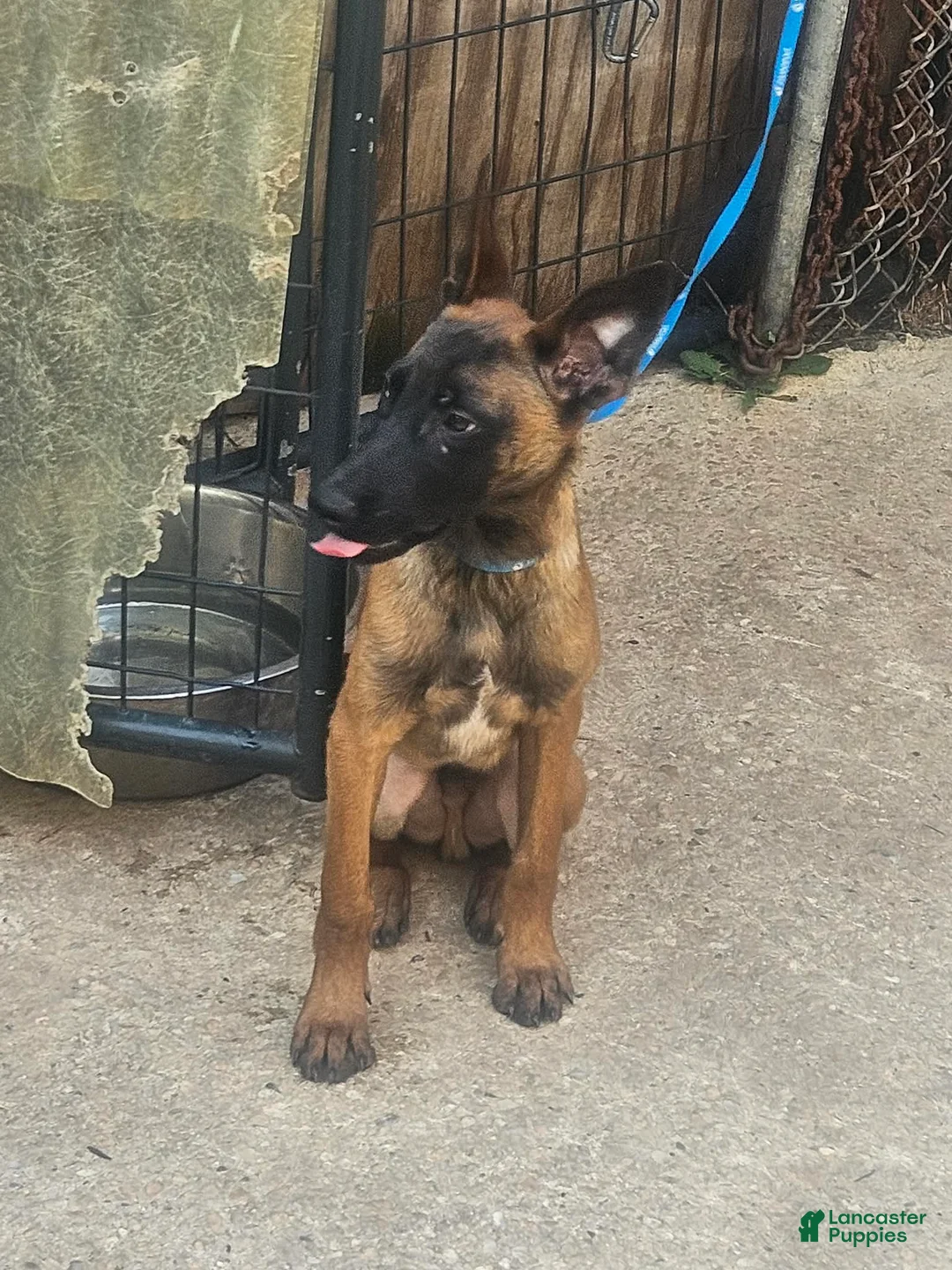 Belgian Malinois dogs for sale: Belgian Malinois Puppy 3 (Boss Man) - Ad 2