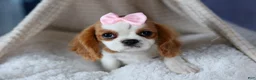Cavalier King Charles Spaniel dogs for sale: Patsy - Ad 5