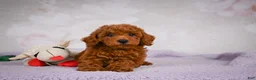 Miniature Poodle dogs for sale: Rocco - Ad 11