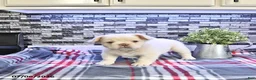French Bulldog dogs for sale: Pierre - Ad 5