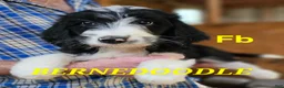 Bernedoodle dogs for sale: Bernedoodle  - Ad 12