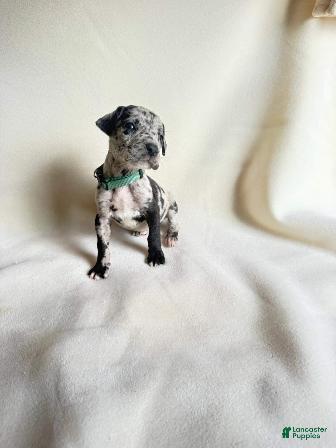 Great Dane dogs for sale: Tinkerbell- teal - Ad 2