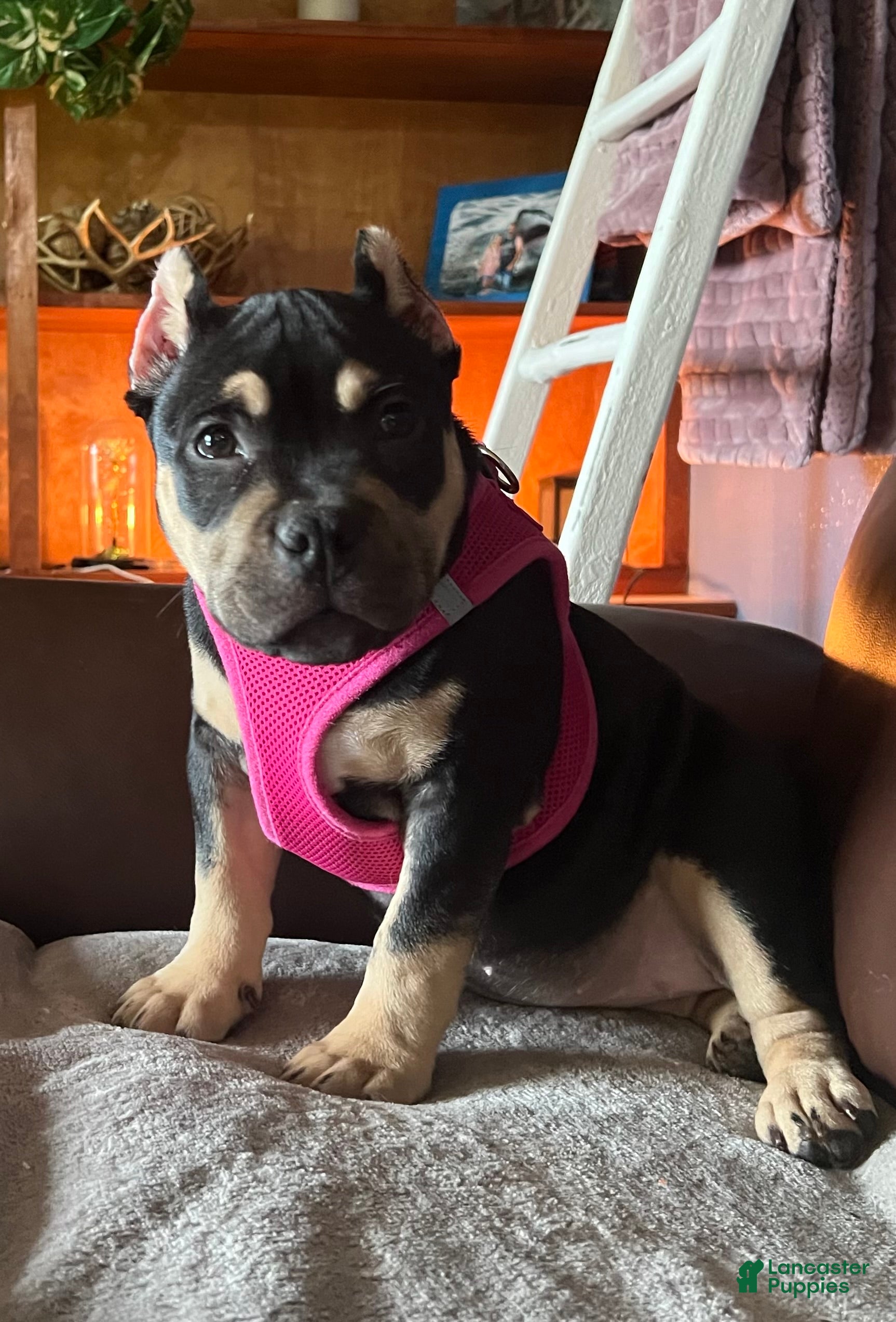 American Bully dogs Kahlua - Ad 2