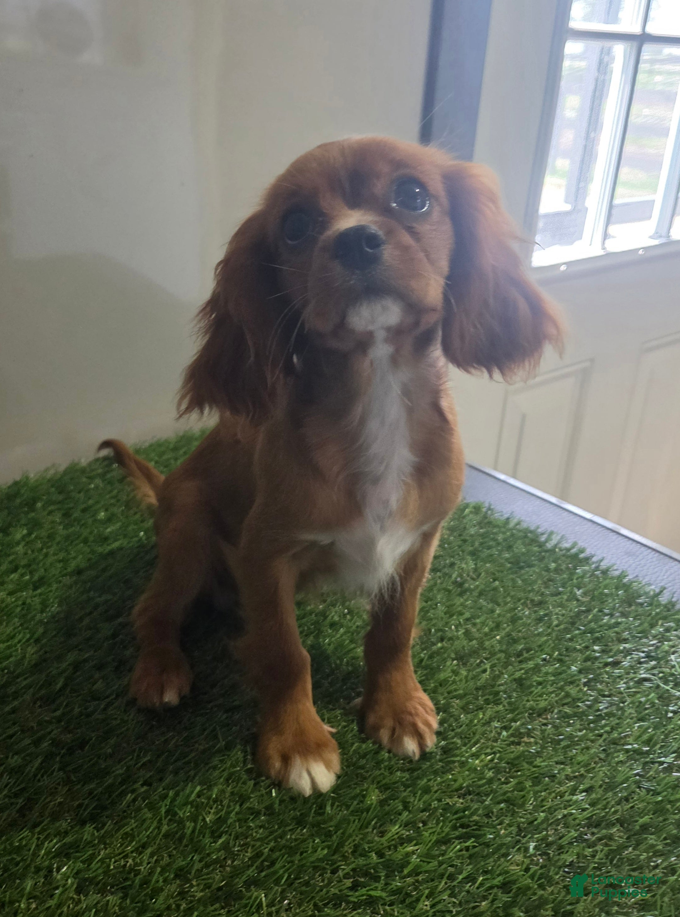 Cavalier King Charles Spaniel dogs Chloe - Ad 2