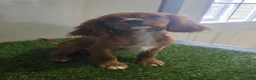 Cavalier King Charles Spaniel dogs for sale: Chloe - Ad 2