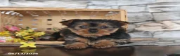 Yorkshire Terrier dogs for sale: Joy - Ad 1
