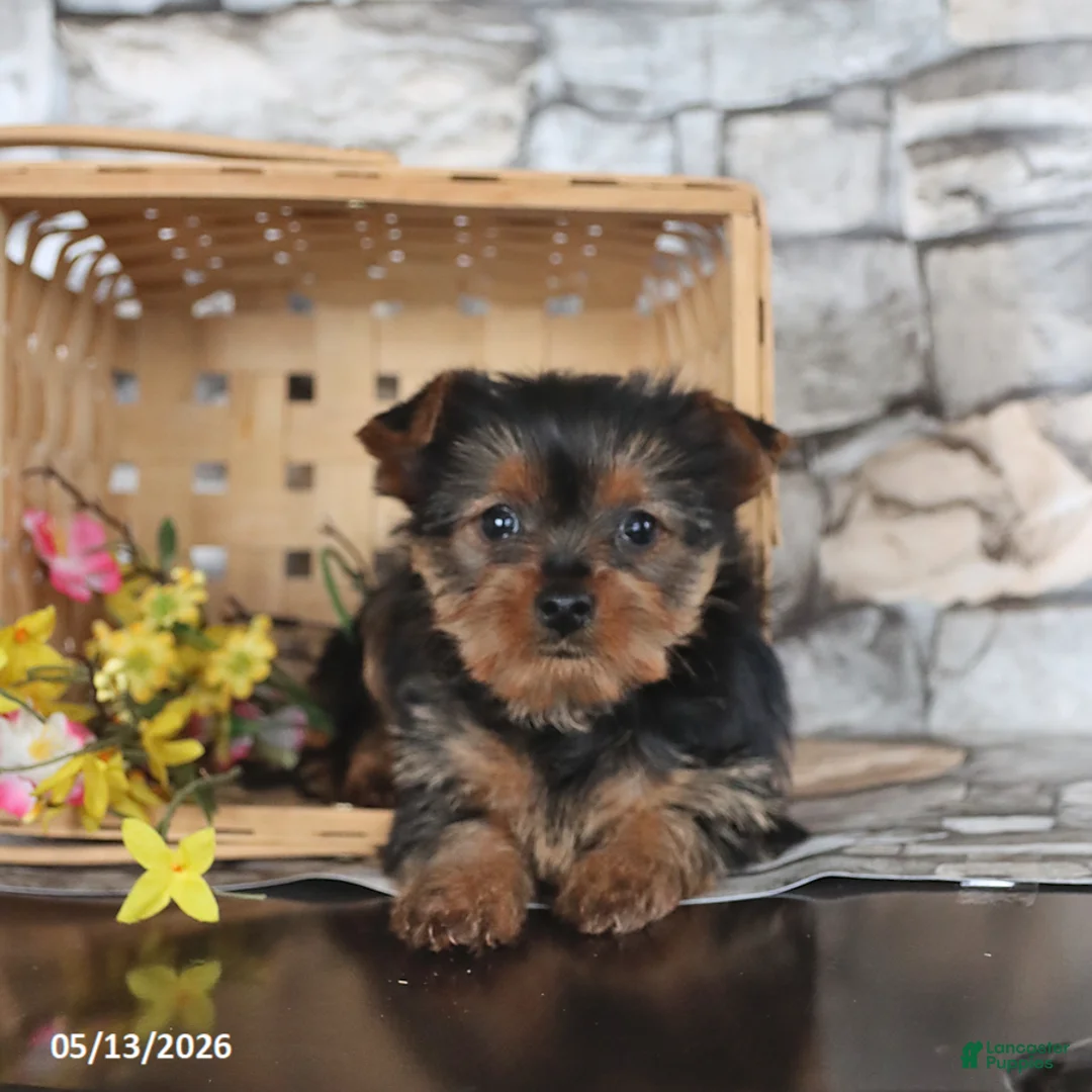 Yorkshire Terrier dogs for sale: Joy - Ad 1