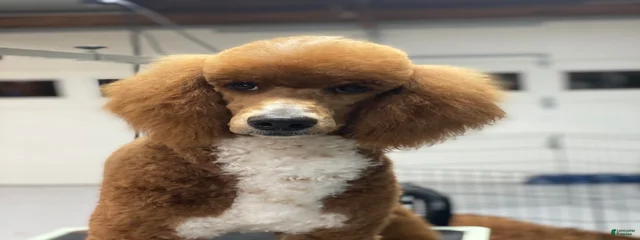 Princeton