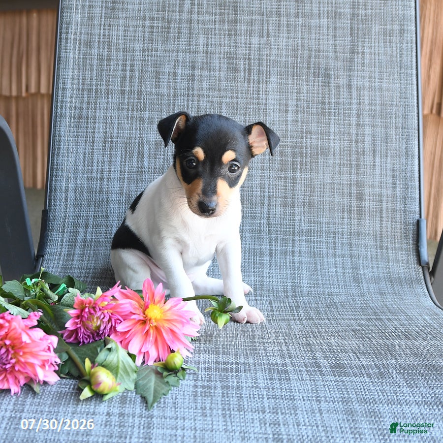 Toy Fox Terrier dogs Chad - Ad 2