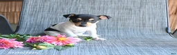 Toy Fox Terrier dogs for sale: Chad - Ad 2