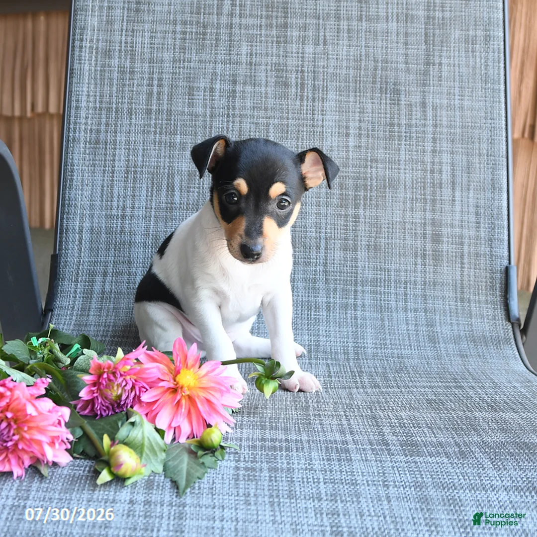 Toy Fox Terrier dogs for sale: Chad - Ad 2