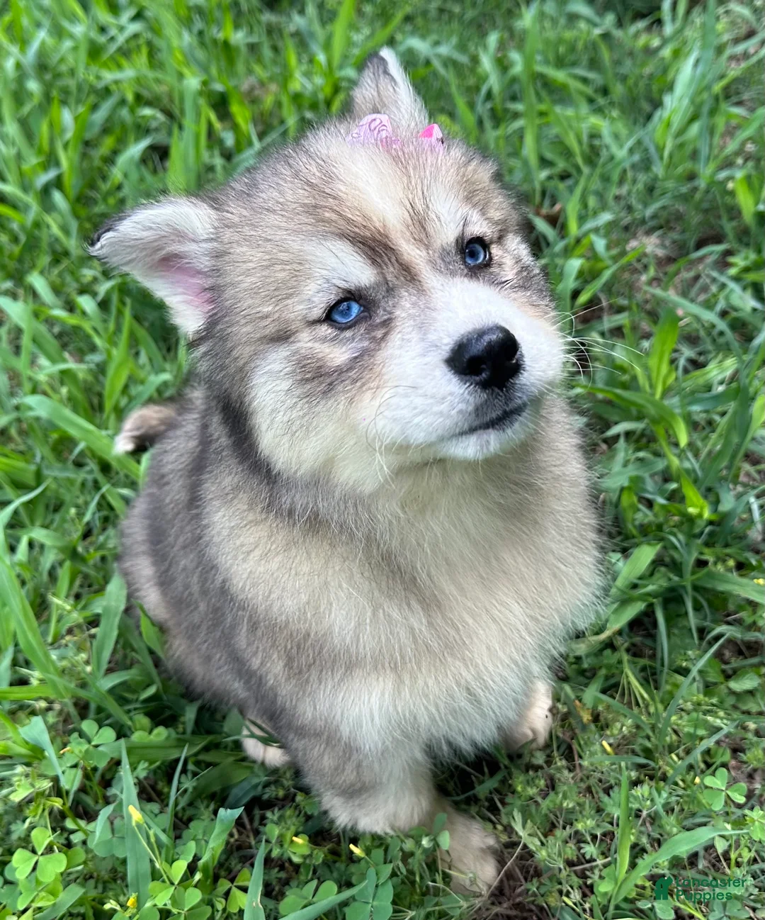Siberian Husky dogs for sale: RUBY - Ad 1