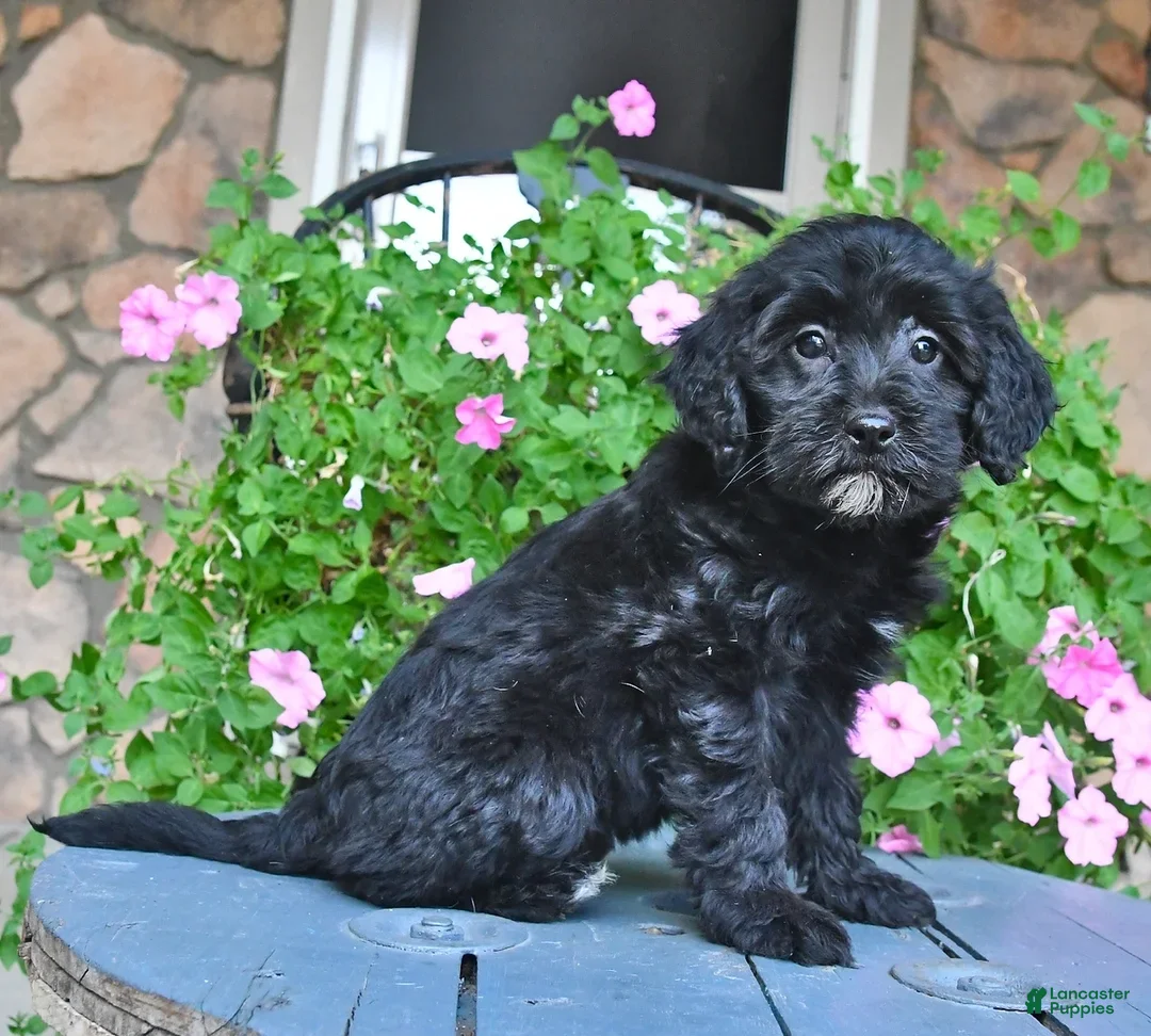 Mixed Breed dogs Patsy - Ad 2