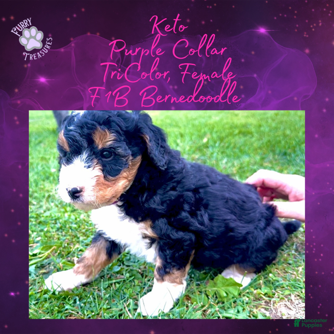 Mini Bernedoodle dogs for sale: Kian “Blue Collar” Male - Ad 27