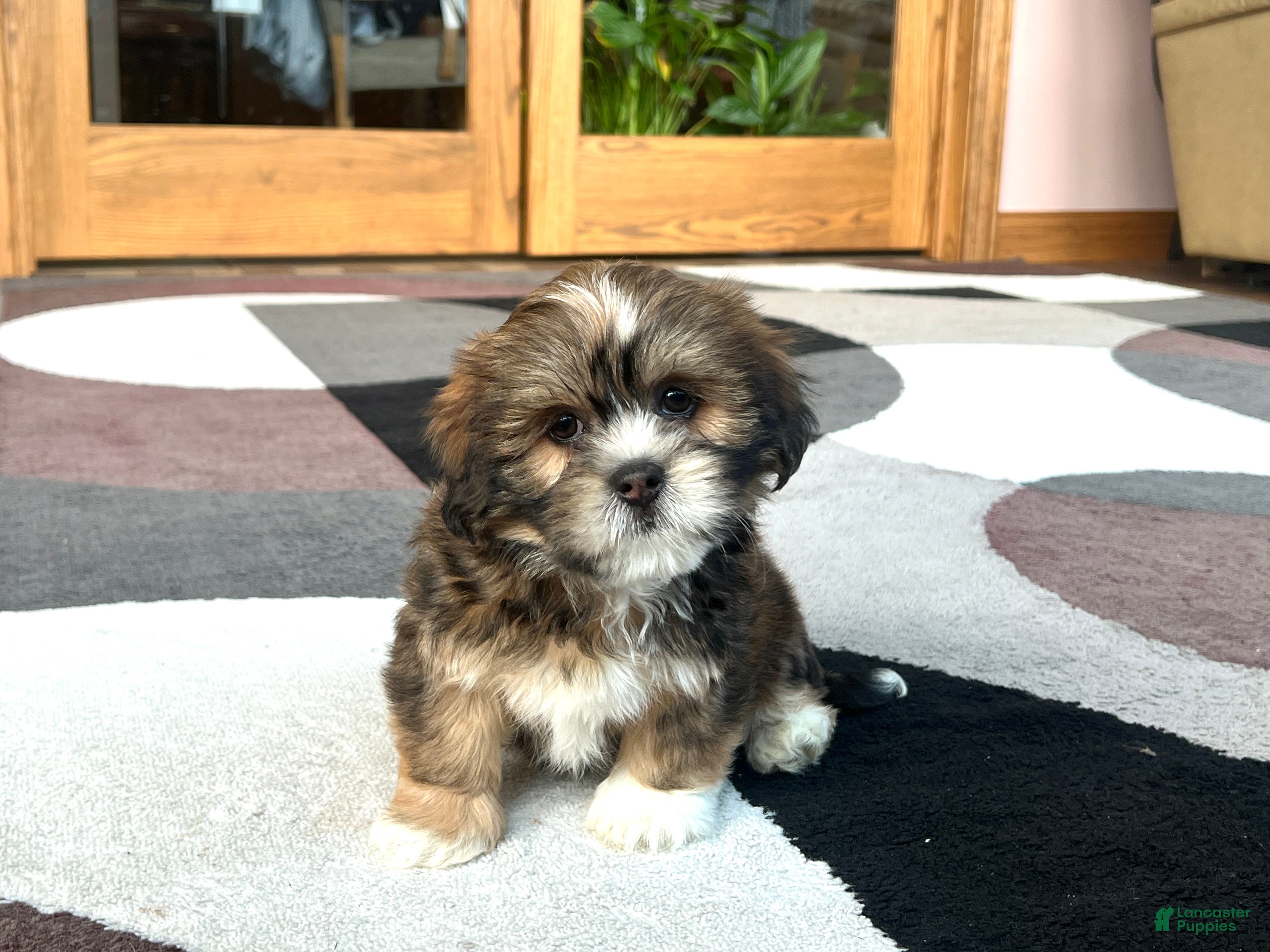 Lhasa Apso dogs Plato - Ad 2