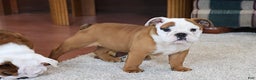 English Bulldog dogs for sale: English Bulldog Puppy 3 - Ad 4