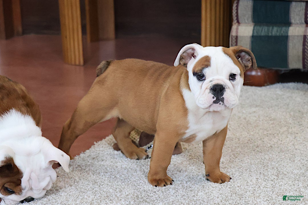 English Bulldog dogs for sale: English Bulldog Puppy 3 - Ad 4