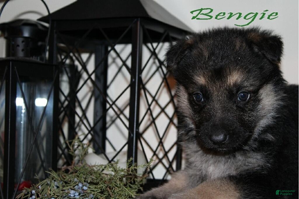 German Shepherd dogs German Shepherd Puppy 7 Benjie - Ad 25