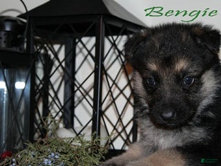 German Shepherd dogs German Shepherd Puppy 7 Benjie - Ad 25