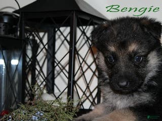 German Shepherd dogs German Shepherd Puppy 7 Benjie - Ad 39